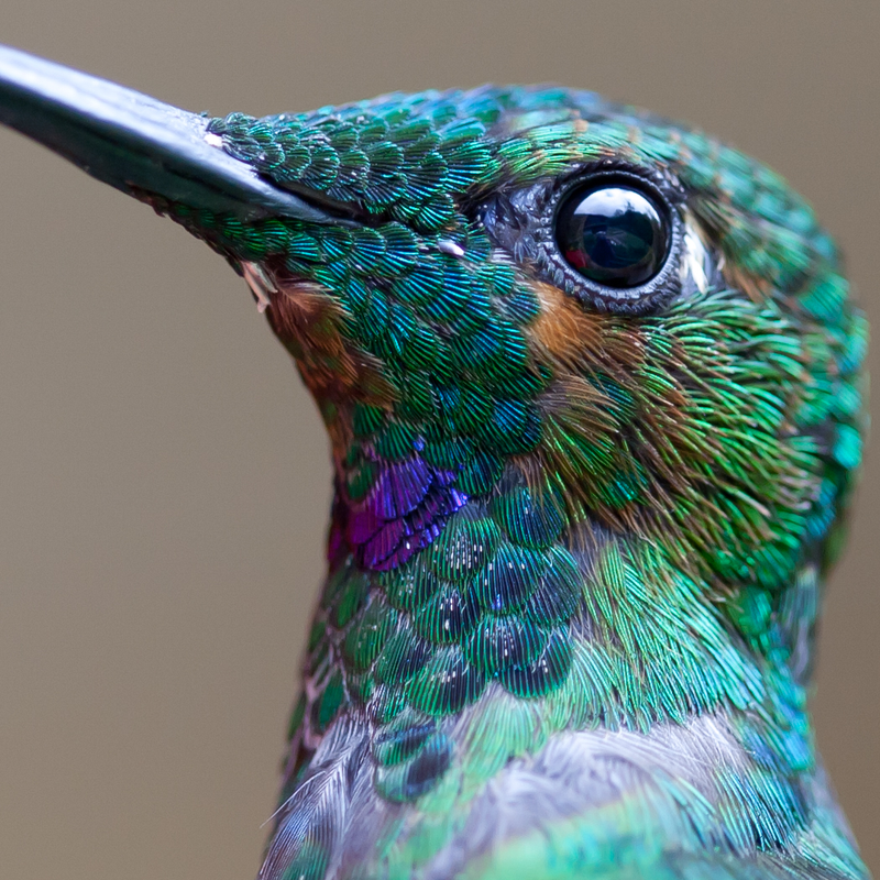 Illustration for article titled The Detail In This Hummingbird Photograph Is Unreal